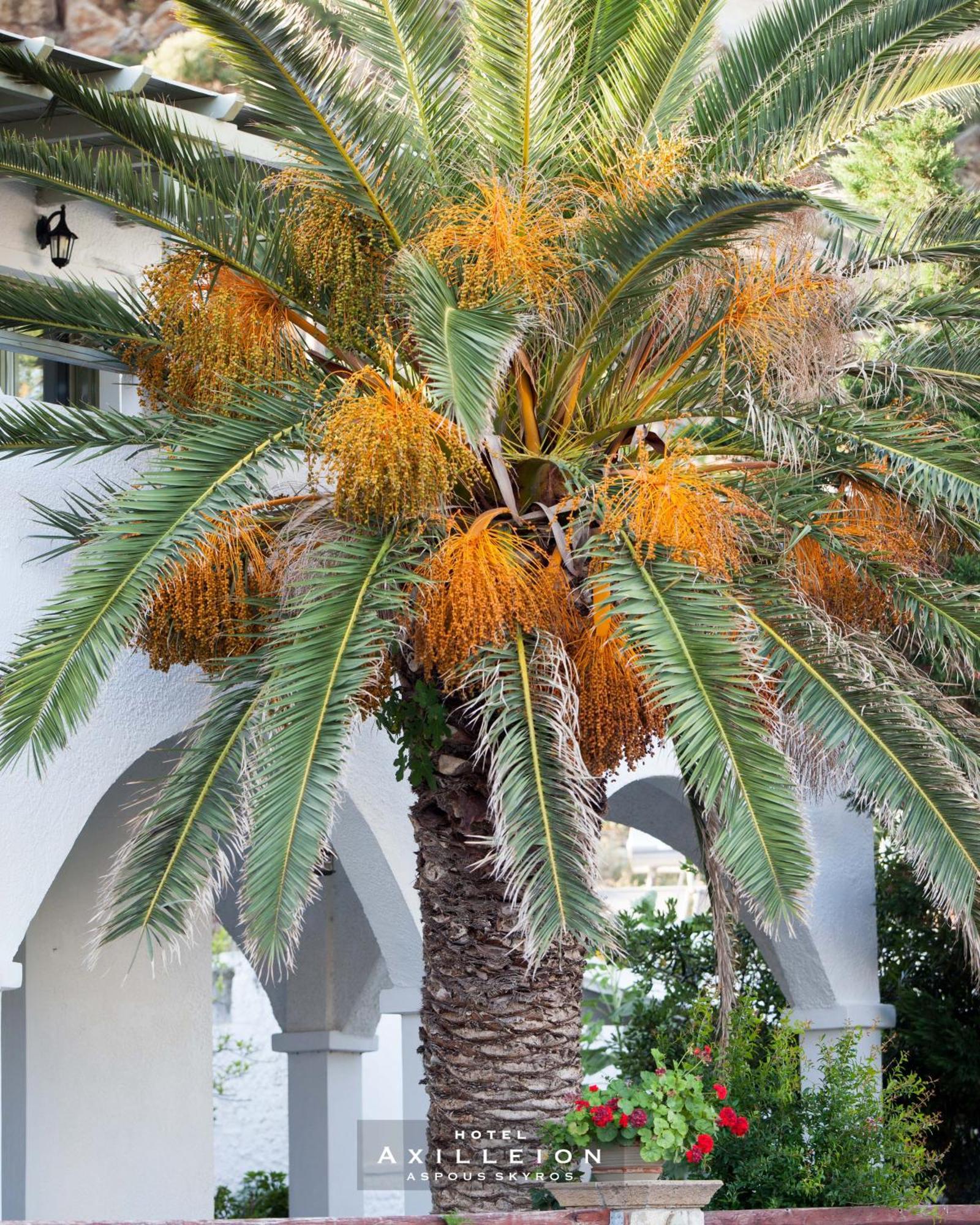 Achilleion Hotel Skyros Exterior photo